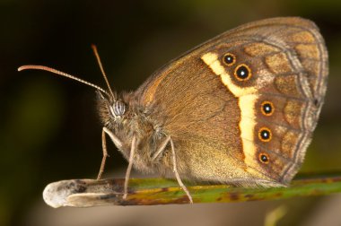 Kelebek (Pyronia bathseba)