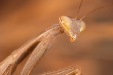 Peygamber devesi ( Mantis religiosa )