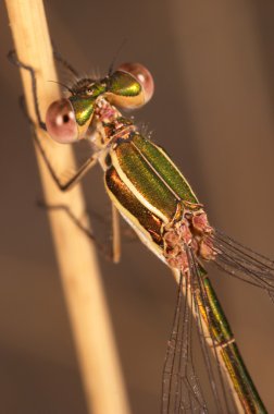 Yusufçuk (Lestes Barbarus)