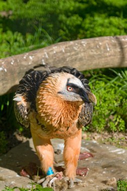 Akbaba'nın numune (Gypaetus barbatus)