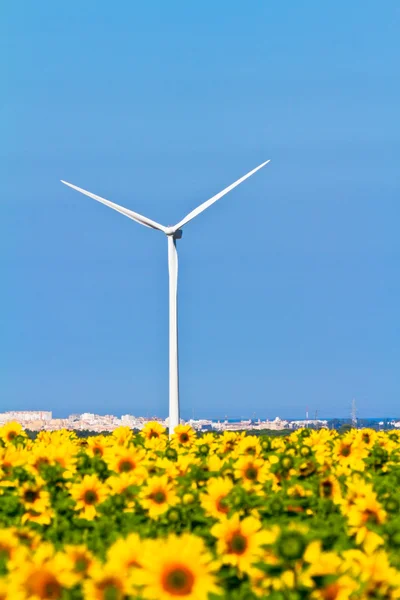 Větrné mlýny a slunečnice — Stock fotografie