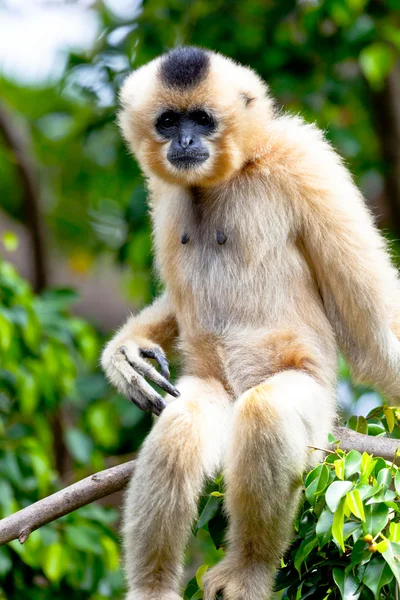 Gibbon of golden cheeks, Nomascus gabriellae — Stock Photo, Image