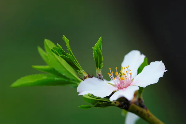 Drzewo kwiat migdałów — Zdjęcie stockowe