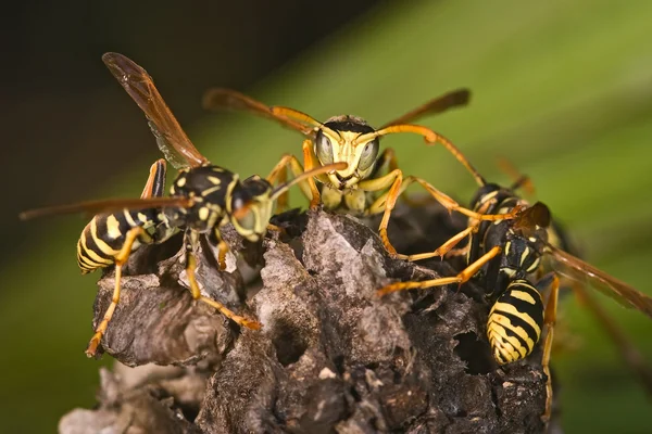 Eşek arıları (Polistes bischoff) — Stok fotoğraf