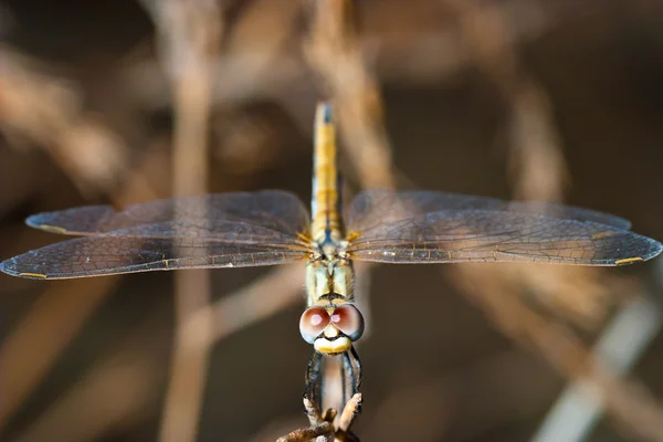 Dragonfly ( sympetrum sp ) — 스톡 사진