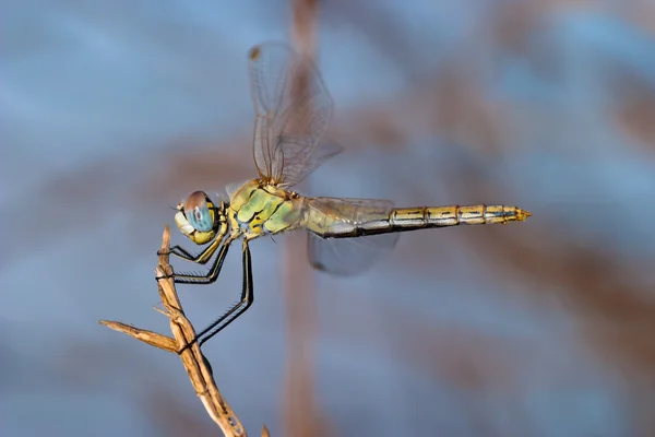 Dragonfly ( sympetrum sp ) — Stock Photo, Image