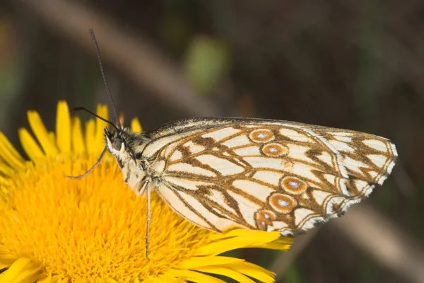 Melanargia πεταλούδα — Φωτογραφία Αρχείου