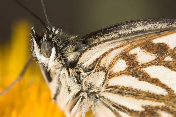 Melanargia papillon — Photo