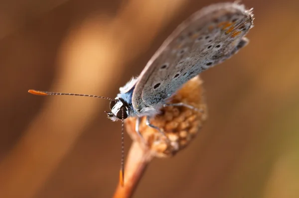 Vlinder (Polymmatus Icarus) — Stockfoto