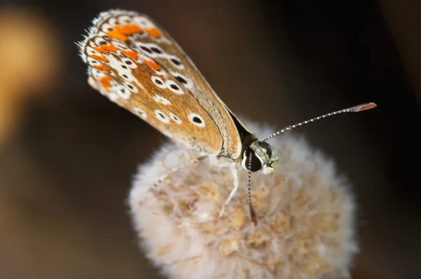 Vlinder (Polymmatus Icarus) — Stockfoto