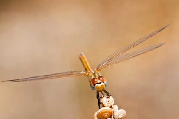 Dragonfly ( sympetrum sp ) — 스톡 사진