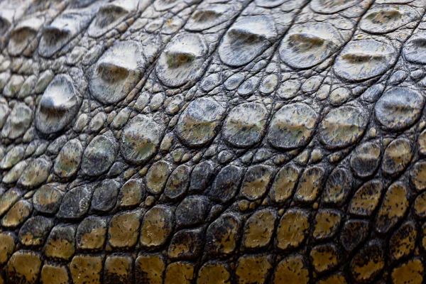 Crocodylus niloticus é um crocodilo do nilo — Fotografia de Stock
