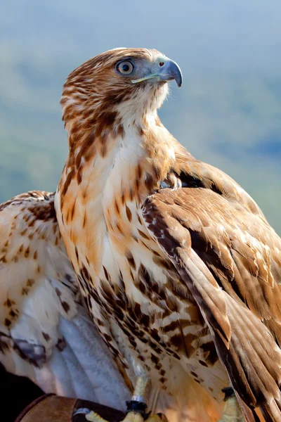 Águia de cauda vermelha (Buteo jamaicensis ) — Fotografia de Stock