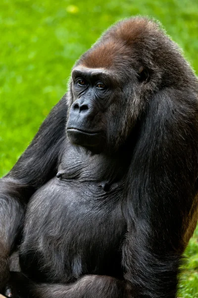 Gorille de la côte, Gorille gorille — Photo