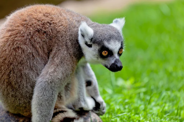 Limur de cauda em forma de anel, Lemur catta — Fotografia de Stock
