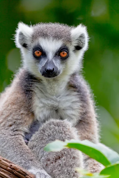 Lemur des ringförmigen Schwanzes, Lemurenkatze — Stockfoto