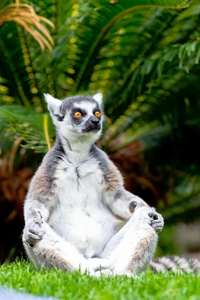 Lemur pierścień w kształcie ogona, lemur catta — Zdjęcie stockowe