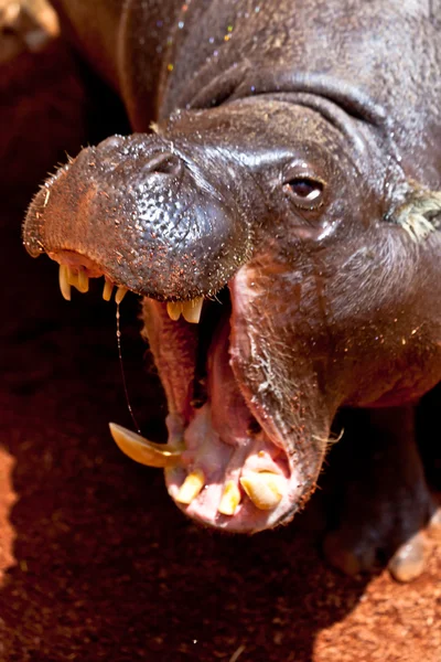 侏儒河马，hexaprotodon liberiensis — 图库照片