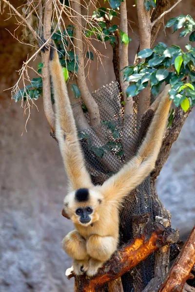 Gibbon de bochechas douradas, Nomascus gabriellae — Fotografia de Stock