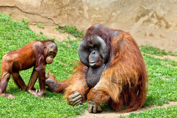 Orang-Utan von Borneo, Pongo pygmaeus — Stockfoto