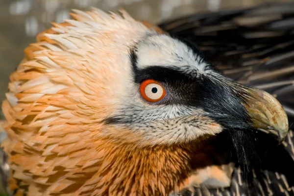 stock image Lammergeier's Specimen