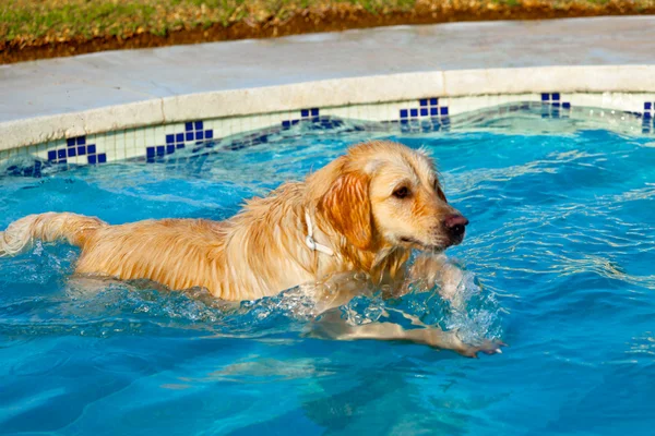 Golden Retriever nuoto — Foto Stock