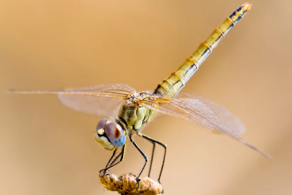 Dragonfly ( sympetrum sp ) — Stock Photo, Image