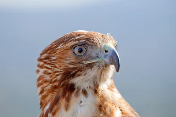 Eagle van rode staart (Buteo jamaicensis) — Stockfoto