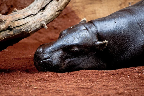Hippopotamus pigmy, Hexaprotodon liberiensis - Stock-foto