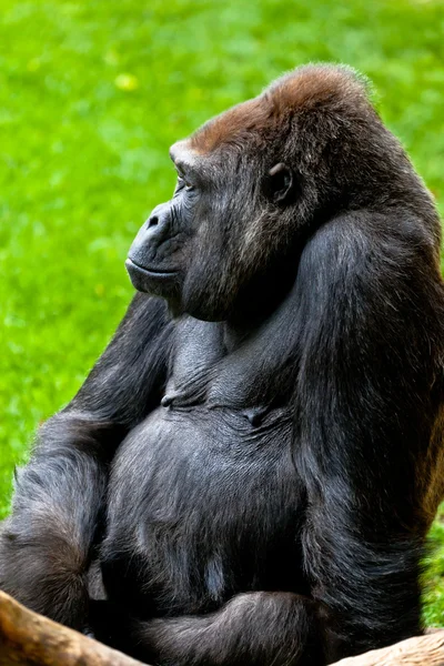 Gorila de costa, Gorila gorila — Foto de Stock