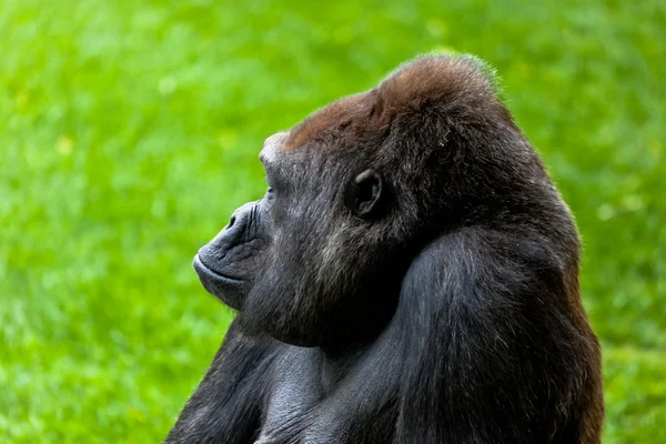 Gorilla of coast, Gorilla gorilla — Stock Photo, Image