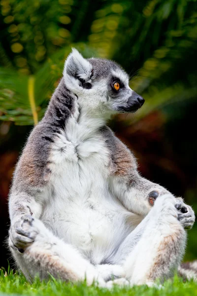 Lemur de cola en forma de anillo, Lemur catta — Foto de Stock