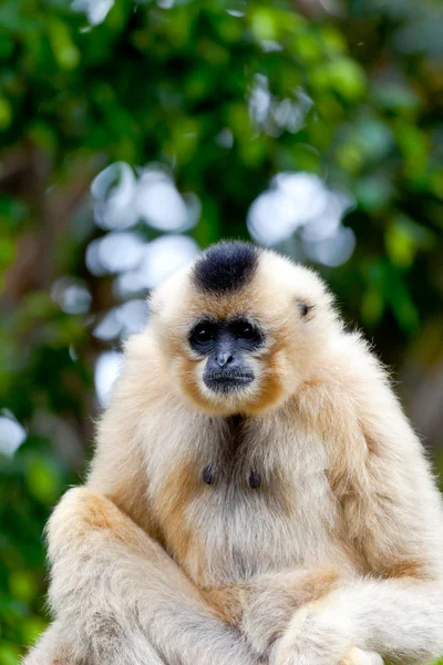 Altın yanakları, nomascus gabriellae Gibbon — Stok fotoğraf