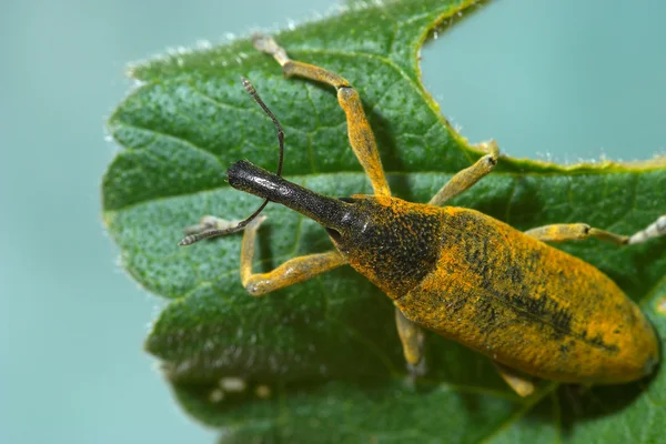 Snout beetle ( Lixus angustatus ) — Stock Photo, Image