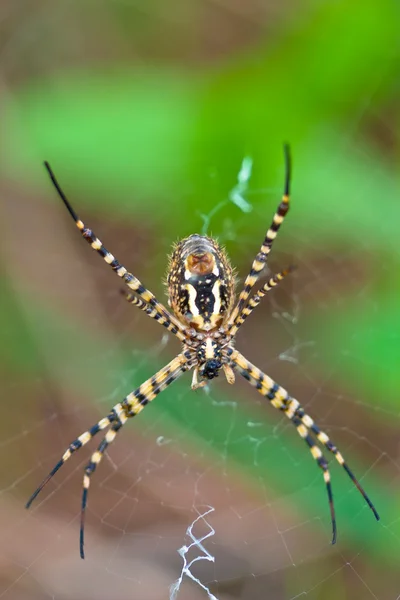 Araignée, Argiope bruennichi — Photo