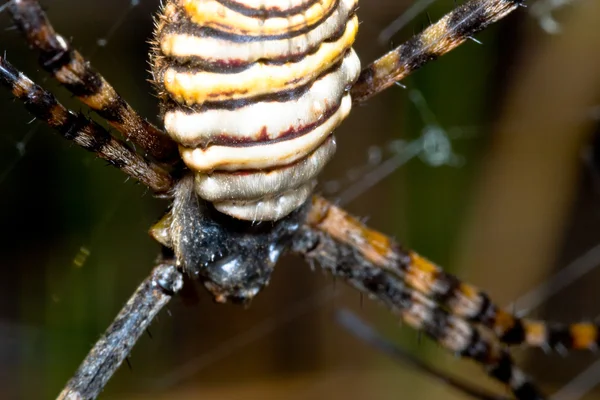 Aranha, Argiope bruennichi — Fotografia de Stock