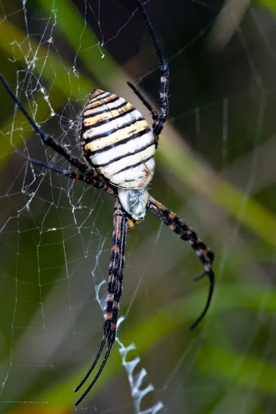 Αράχνη, Αργιόπη — Φωτογραφία Αρχείου