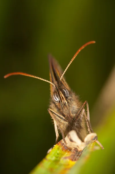 Бабочка ("Пирония батсеба" ) — стоковое фото