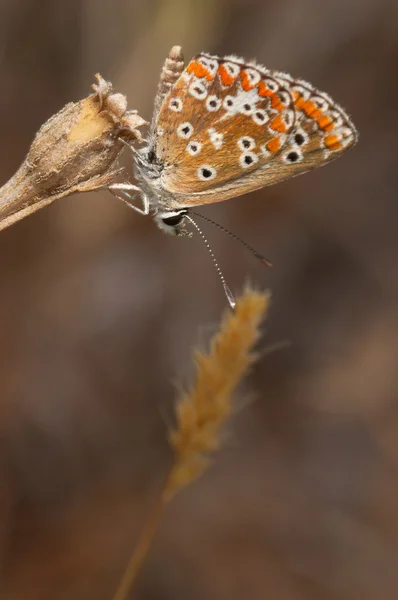 Schmetterling (Polymmatus icarus) — Stockfoto