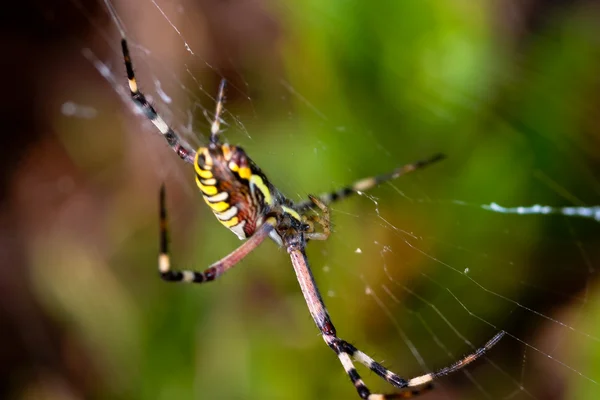 Людина-павук, Argiope bruennichi — стокове фото