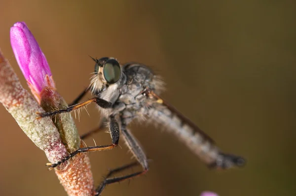 Katil sinek — Stok fotoğraf