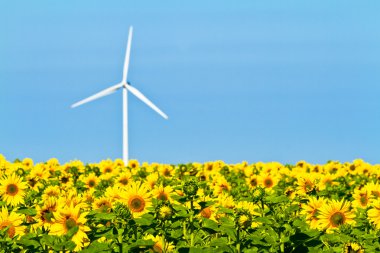 Windmills and sunflowers clipart