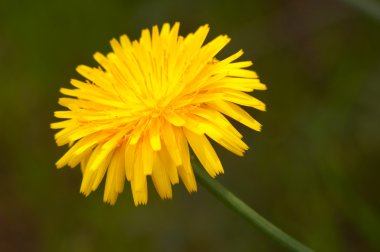 Çiçek ( crepis vesicaria )