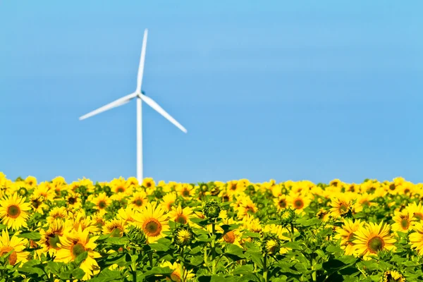 Windmills and sunflowers — Φωτογραφία Αρχείου