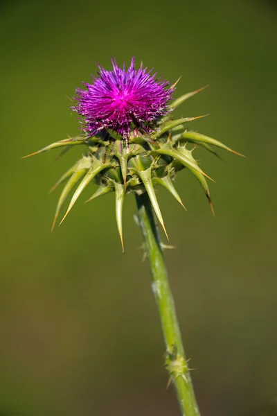 stock image Thistle