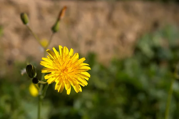 Λουλούδι (κρεαία κυψελίδα ) — Φωτογραφία Αρχείου