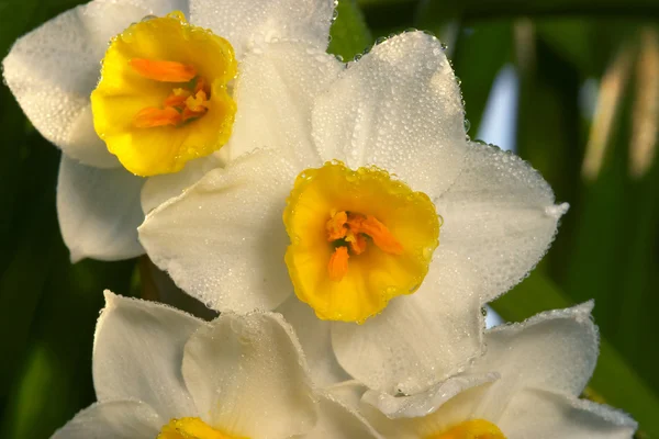 Flor de Narciso — Fotografia de Stock
