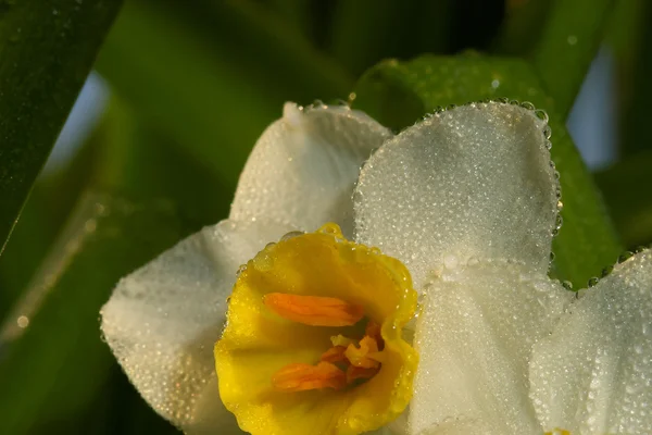 Flor de Narciso — Fotografia de Stock