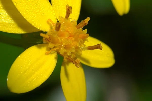 stock image Yellow flowers