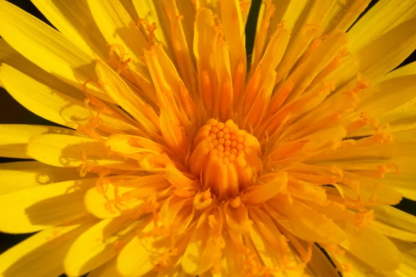 stock image Flower ( taraxacum vulgare )